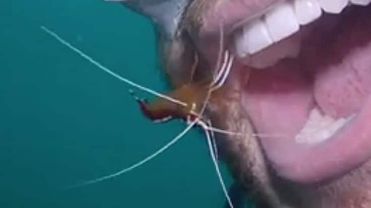 Man Lets Ocean Shrimp Clean His Teeth | Country Music Videos