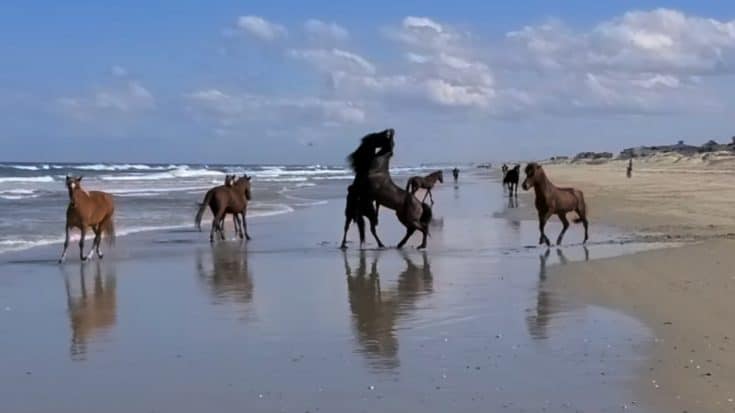 Annual “Stallion Wars” Underway On North Carolina Beach | Country Music Videos