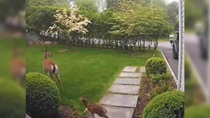 Man Accidentally Steps On Baby Deer & The Mother Attacks Him  | Country Music Videos
