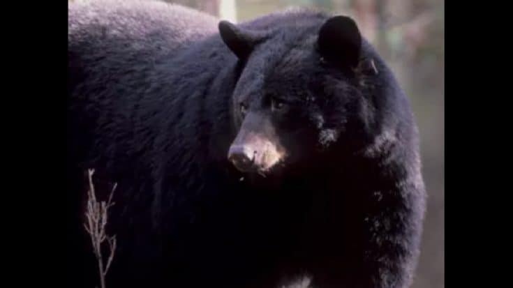 350-Pound Bear Rips Into Family’s Tent At National Park, Injures Mother And Child | Country Music Videos