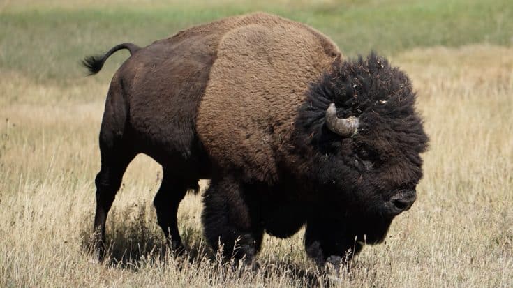 Woman Gets Gored At Yellowstone After Approaching Bison Within 10ft | Country Music Videos