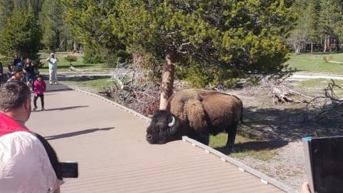 Yellowstone Bystanders Scolded For Standing Too Close To Bison | Country Music Videos
