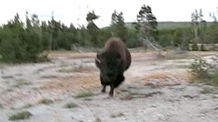 Bison Attacks Woman After Someone Throws A Stick At It | Country Music Videos