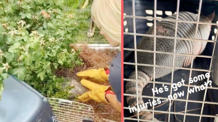 Carrie Underwood Steps Up To Help An Injured Armadillo | Country Music Videos