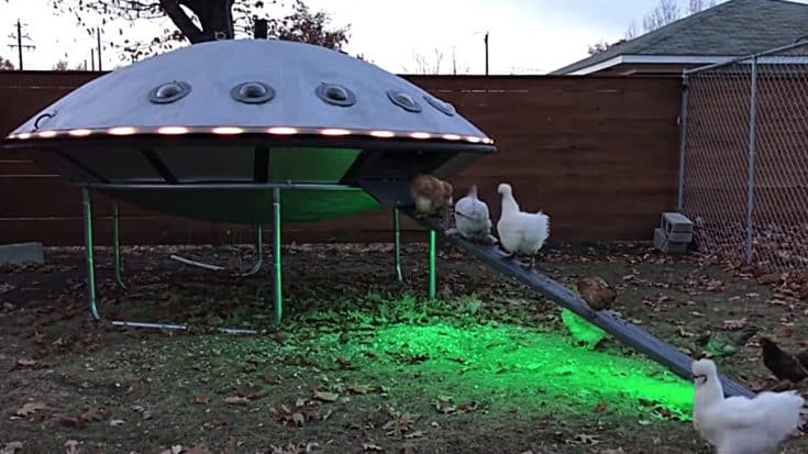Idaho Man Builds UFO Chicken Coop In His Backyard | Country Music Videos
