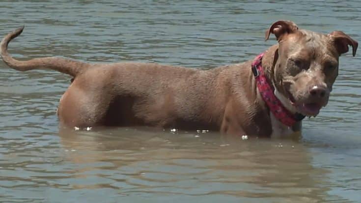 Dog Swims Several Miles Home After Falling Off Shrimp Boat | Country Music Videos