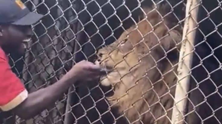 Man Gets His Finger Bitten Off By Lion After Sticking It In Cage | Country Music Videos