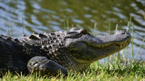 Man’s Dog Gets Eaten By Alligator At Florida Park | Country Music Videos