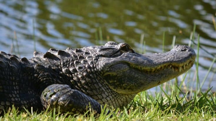 Man’s Dog Gets Eaten By Alligator At Florida Park | Country Music Videos