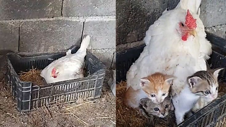Orphaned Kittens Taken In By Unlikely New Mama | Country Music Videos
