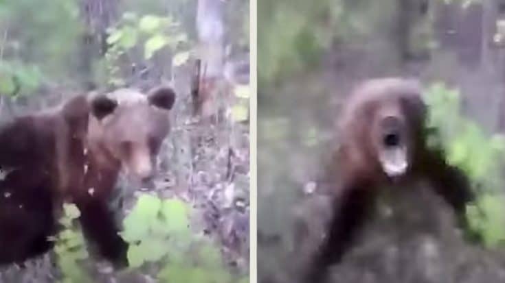 Idiot Gets Mauled By Bear After Sneaking Up & Kicking It | Country Music Videos