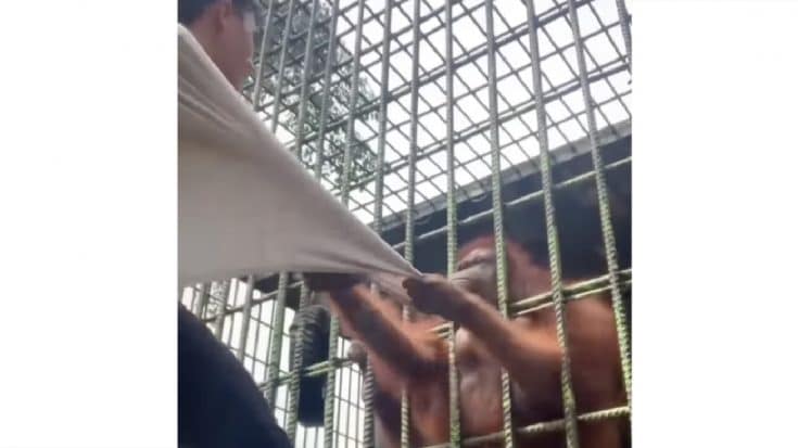 Rule Breaking Zoo Visitor Grabbed By Orangutan As He Attempted To Take Video | Country Music Videos