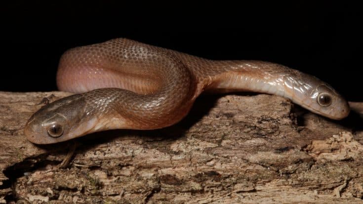 Man Finds Two-Headed Snake Slithering Across His Yard | Country Music Videos