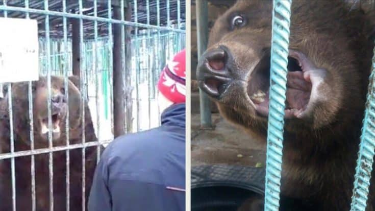 Drunk Woman’s Arm Gets Ripped Off By Grizzly Bear In Cage | Country Music Videos