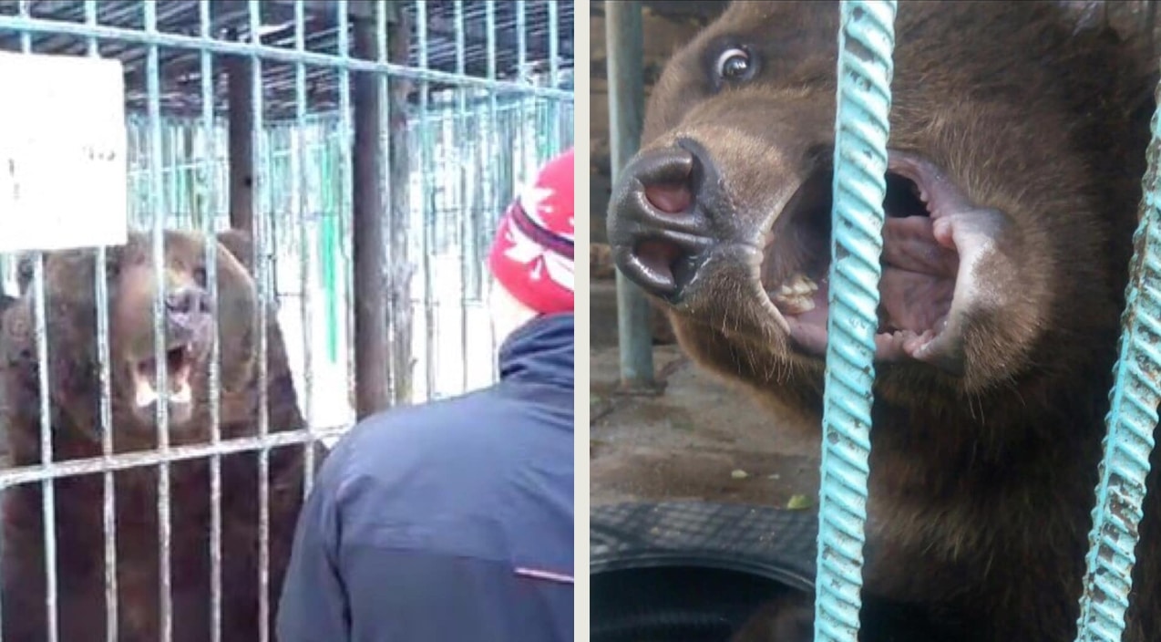 Drunk Woman S Arm Gets Ripped Off By Grizzly Bear In Cage