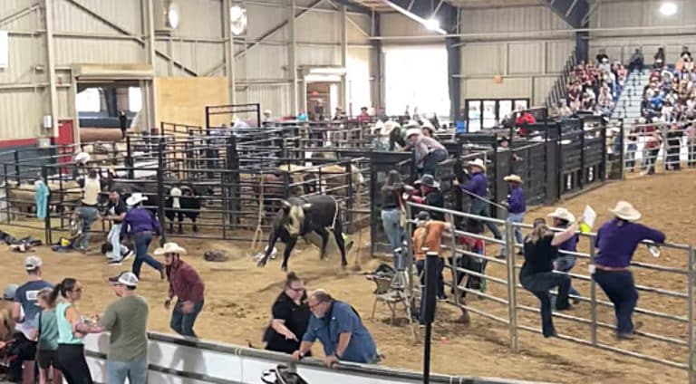 Raging Bull Jumps Fence & Goes Straight For The Crowded Bleachers