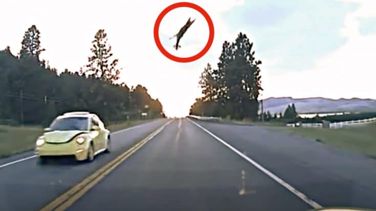 Deer In Montana Flies 50 Feet Into The Air After Being Hit By A Car | Country Music Videos