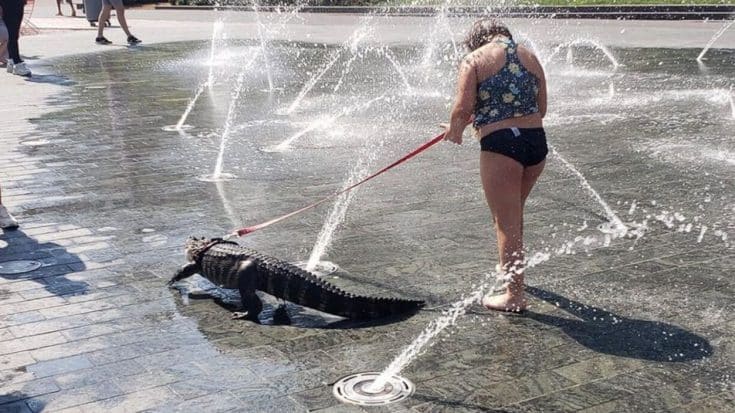 Girl Walks Emotional Support Gator At Philadelphia’s Love Park | Country Music Videos