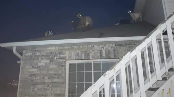 Police Called After Herd Of Goats Found On Top Of Homeowner’s Roof | Country Music Videos