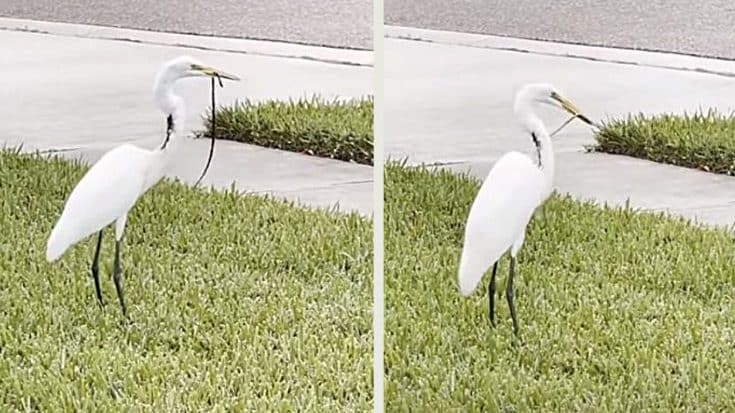 Heron Repeatedly Eats Same Snake That Falls Out Of Hole In Neck Every Time | Country Music Videos
