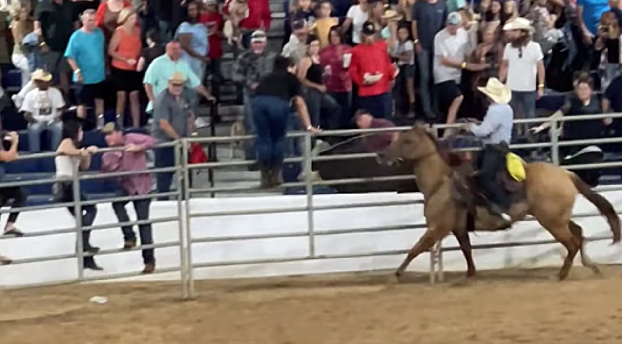 Raging Bull Jumps Fence & Goes Straight For The Crowded Bleachers