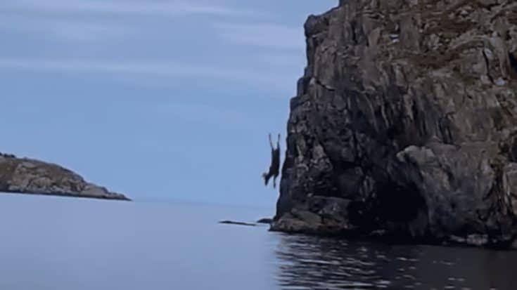 Moose Dives Headfirst Off 20ft Cliff | Country Music Videos