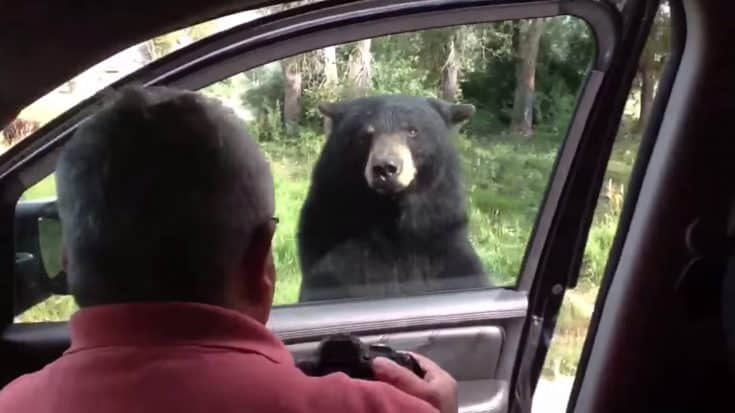 Kids Scream As Black Bear Opens Tourist’s Van Door | Country Music Videos