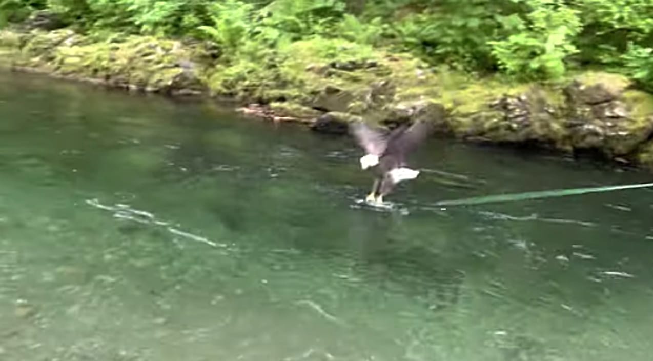 Bald Eagle Snatches Man’s Fish As He Reels It In | Country Music Videos