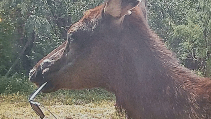 Elk Hunter Loses His Sunglasses, Finds Them Days Later On The Trail Cam | Country Music Videos