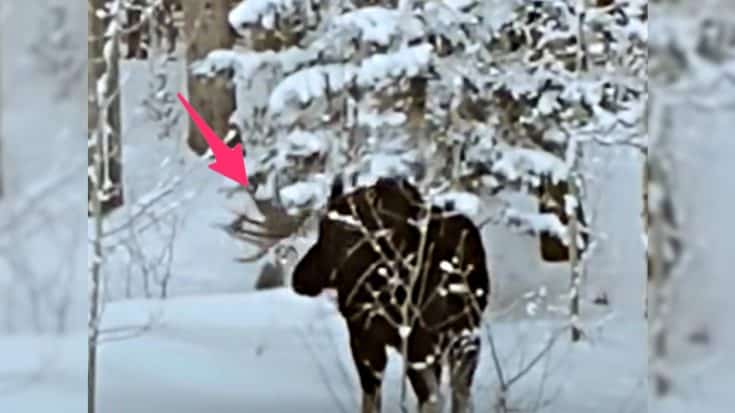 Wyoming Family Sees Bull Moose Shake Antler Loose | Country Music Videos