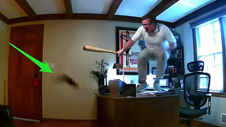 Man On Conference Call Freaks Out When Squirrel Breaks Into His Office | Country Music Videos