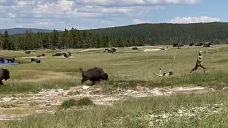 Woman Plays Dead After Bison Charges Her In Yellowstone National Park | Country Music Videos