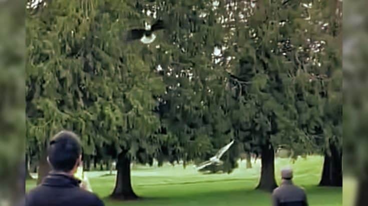 Golfers Record Bald Eagle Snatching Seagull Out Of The Sky | Country Music Videos
