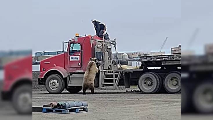 Frightening Footage Shows Grizzly Bear Chase After Truck Driver | Country Music Videos