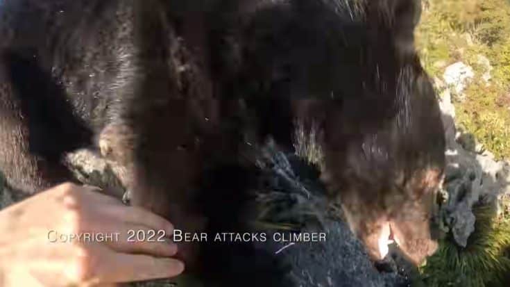 Mountain Climber Whoops Wild Bear & Throws It Off A Cliff | Country Music Videos