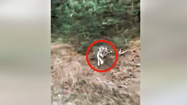 Wolf Chases Down Cyclist At National Park | Country Music Videos