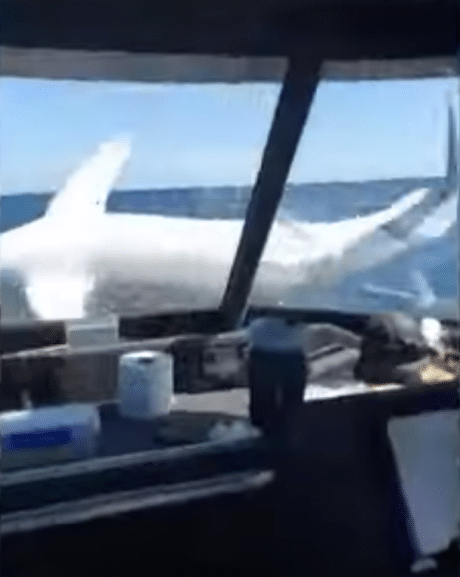 Video Shark Leaps Onto Fishing Boat Thrashes Around