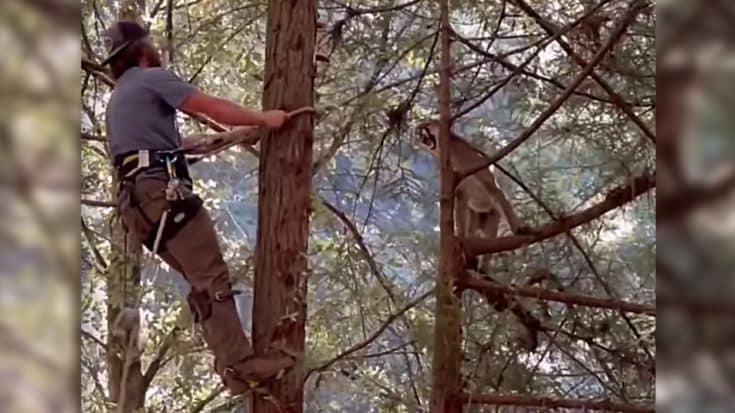 Mountain Lion & Tree Trimmer Have Intense Stare Down | Country Music Videos