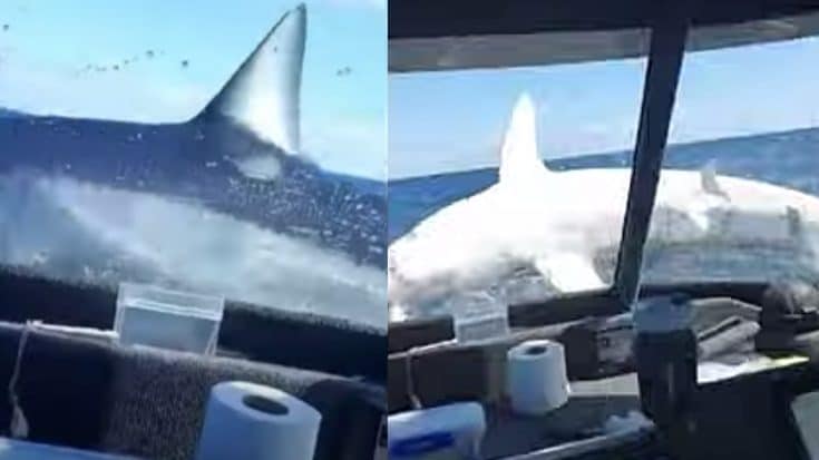 VIDEO: Shark Leaps Onto Fishing Boat & Thrashes Around | Country Music Videos
