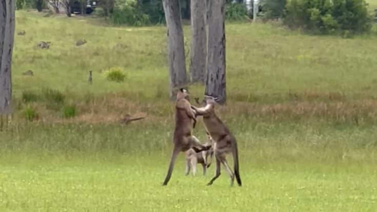 Video: Kangaroo Fight At Wedding Delays Ceremony For 20 Minutes | Country Music Videos
