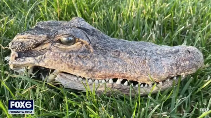 Alligator Found Near Wisconsin Lake Alarms Residents | Country Music Videos