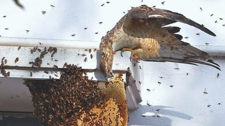 Bees Goes Berserk When Buzzard Starts Tearing Apart Their Hive | Country Music Videos