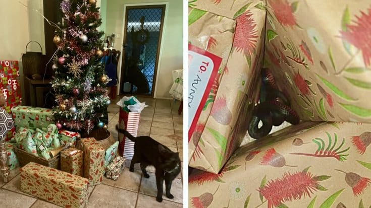 Cat Carries Venomous Snake Inside Family’s Home & Leaves It Under Christmas Tree | Country Music Videos
