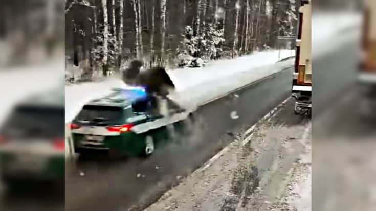 Moose Gets Wrecked By Police Car & Acts Like Nothing Happened | Country Music Videos