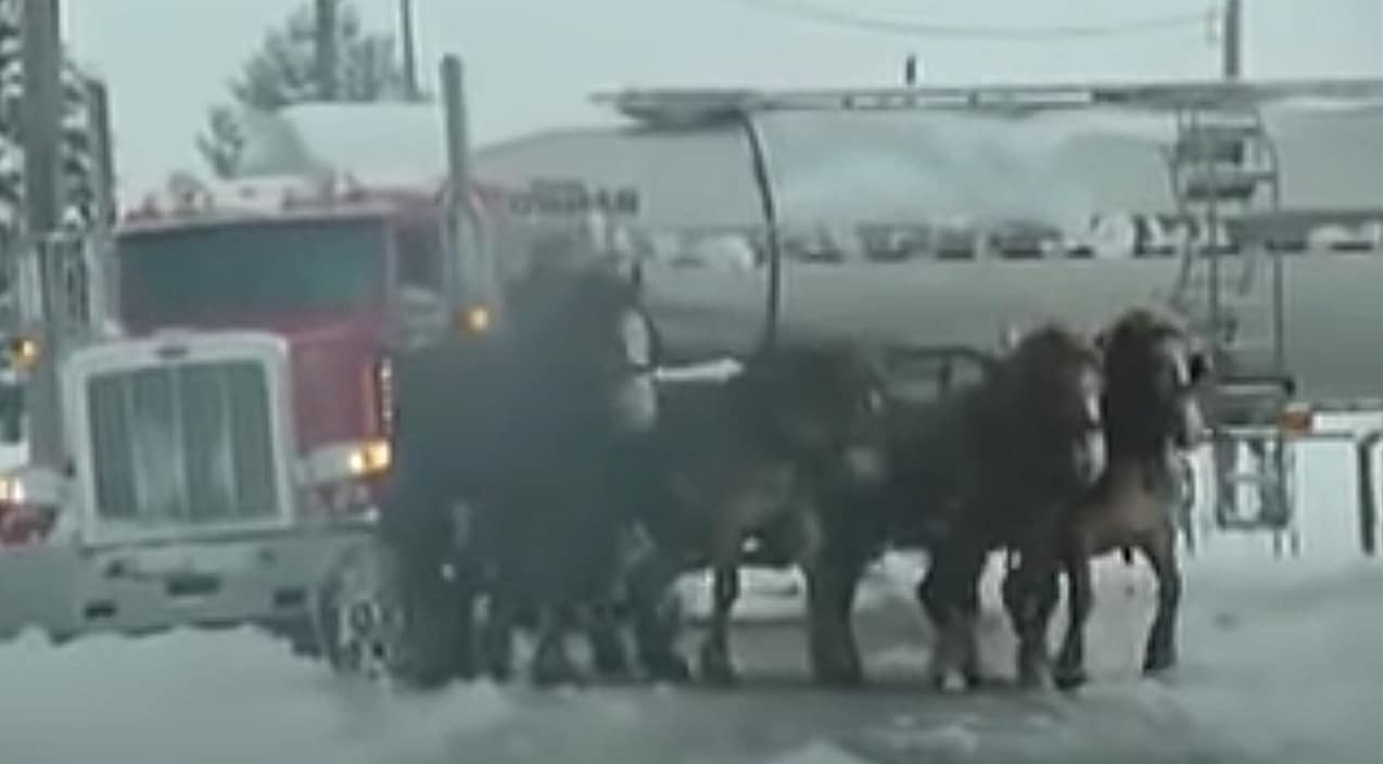 4 Clydesdales Pull Semi Truck Out Of Snowy Embankment | Country Music Videos