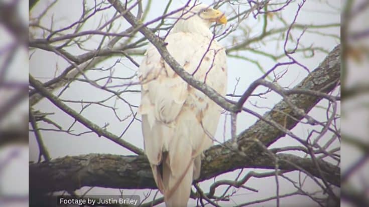 White Bald Eagle Spotted Camouflaged In Oklahoma | Country Music Videos