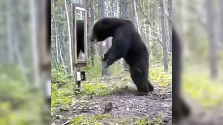 Bear Gets Aggressive After Seeing His Reflection In The Mirror For The First Time | Country Music Videos