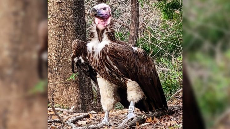 Dallas Zoo Vulture Dies Under “Very Suspicious” Circumstances, $10k Reward Offered | Country Music Videos