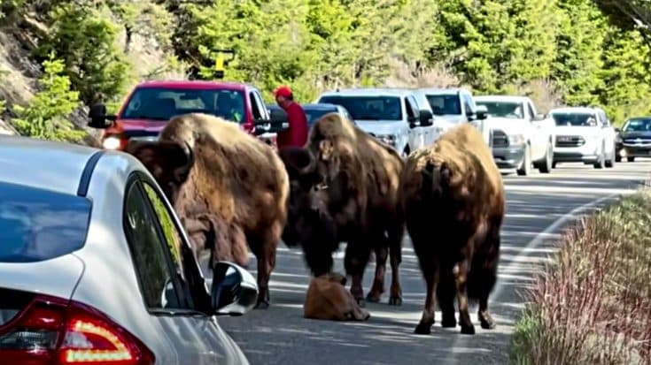 Interested Tourist Approaches Tired Bison Calf Resting In The Road | Country Music Videos