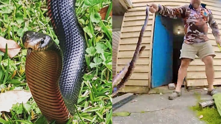 Venomous Snake Released Back Into Kitchen Of Non-Paying Customer | Country Music Videos